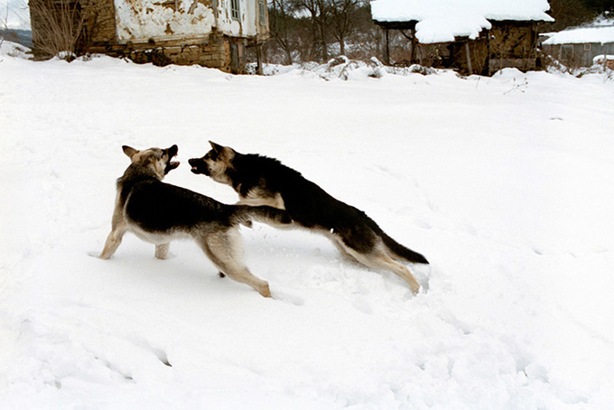 Br&uuml;der. Aprilzi, Bulgarien 2005
